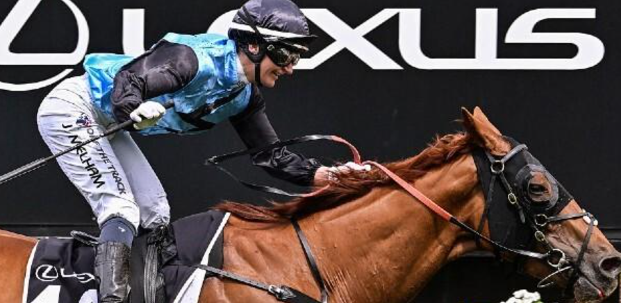 le boss du turf || le-bossduturf